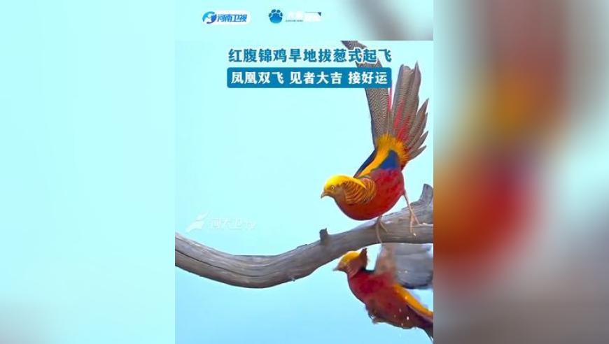苹果和阿里将为中国iPhone开发AI功能,管家婆期期四肖四码中特期,权威独家讨论与热门话题_云端版V13.21