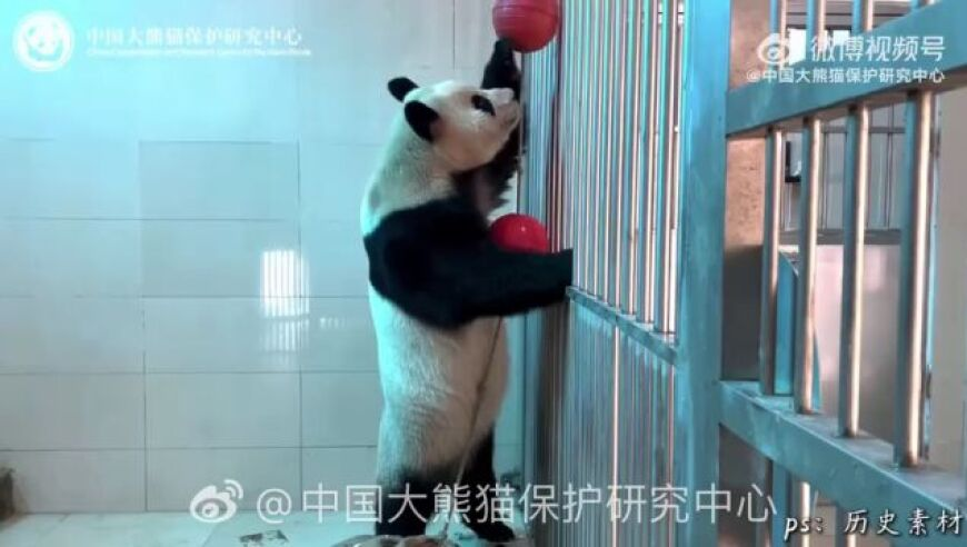 2025澳门天天开好彩大全波叔,谢娜爆料快乐家族滑雪惊动救援队,准确资料解释落实_模拟版V4.41