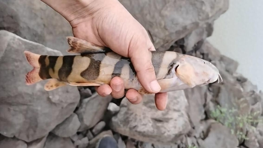 被月亮也曾迷茫治好了精神内耗,澳门天天彩免费资料大全免费查询二四六香港玄机资料大全澳门天天彩免费资料,创新典义解读_豪华版V12.47